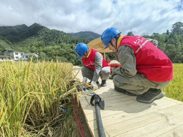 供電公司員工在田間對線路進行巡視檢查。國網重慶城口供電公司供圖