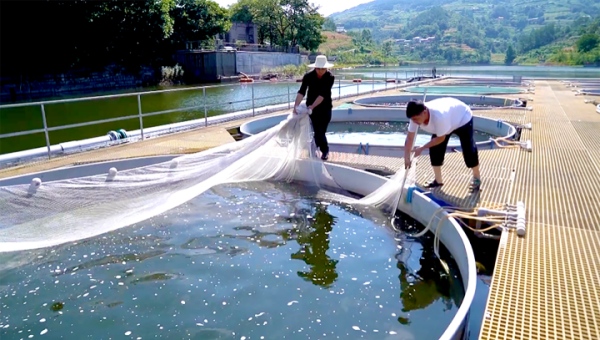 工人撈魚。杜宏超攝