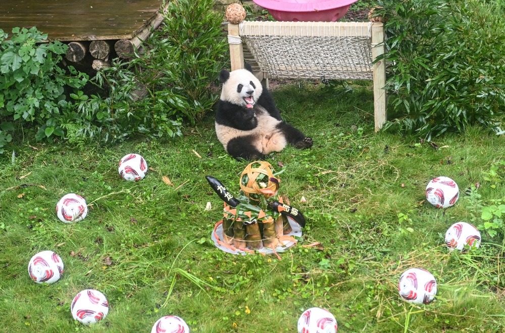 2025年9月29日，重慶動物園，大熊貓“奇穎”正在飼養員布置的“球場”中玩耍。記者 鄭宇 攝/視覺重慶