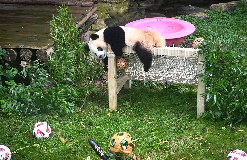 2025年9月29日，重慶動物園，大熊貓“奇穎”正在飼養員布置的“球場”中玩“竹”球。記者 鄭宇 攝/視覺重慶