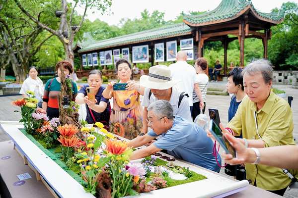 菊展現場插花，吸引游客駐足觀看?；顒臃焦﹫D