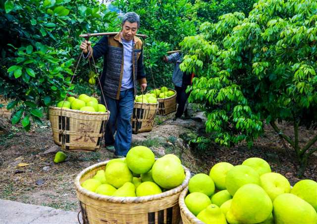 每年秋冬，四川合江真龍瓦房村的柚子豐收成為當地農文旅融合的一張名片。（受訪者供圖）