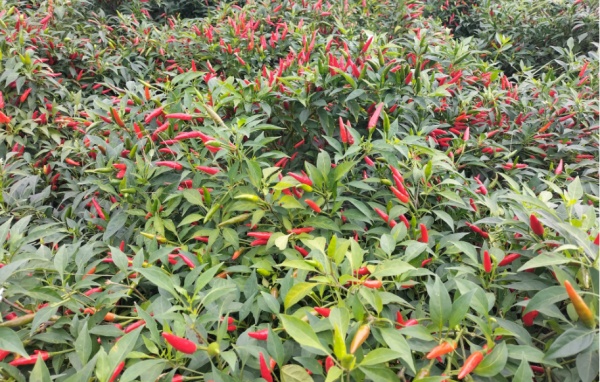 中椒友G19辣椒具有高產量高產值高收益的特點。韋玉婷攝