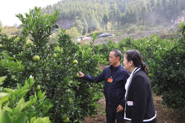 洪安鎮“藍色貼心人”代表小組深入果園了解情況。胡程攝