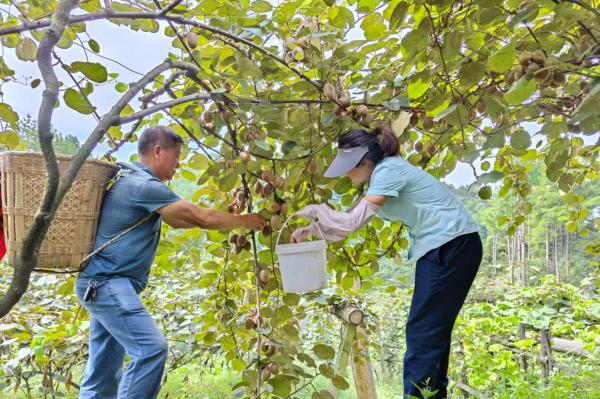 助農采摘。郵政萬盛分公司供圖