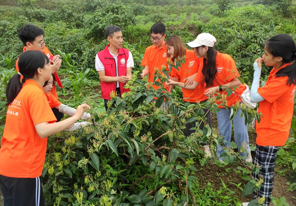 學院教授吳中軍指導學生參與武隆區金銀花采摘實踐活動。重慶文理學院供圖