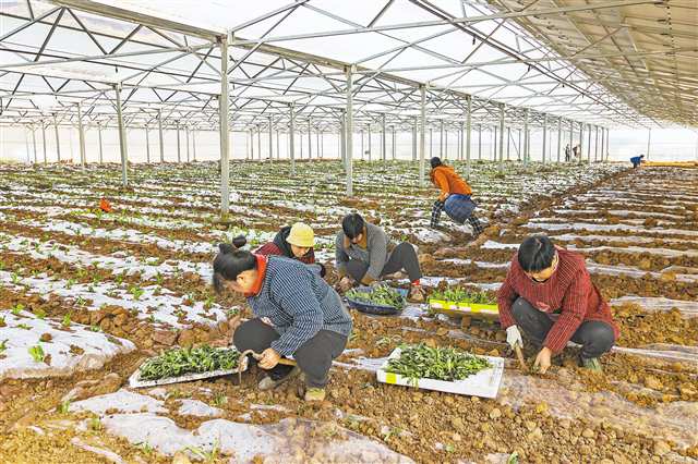 巫山：棚上發電 棚下種菜